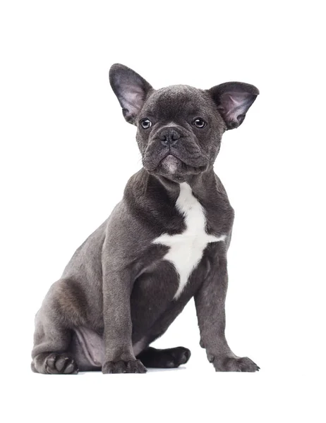 Cachorro Pequeño Bulldog Francés Sobre Fondo Blanco —  Fotos de Stock