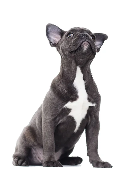 Kleine Pup Van Een Franse Bulldog Een Witte Achtergrond — Stockfoto