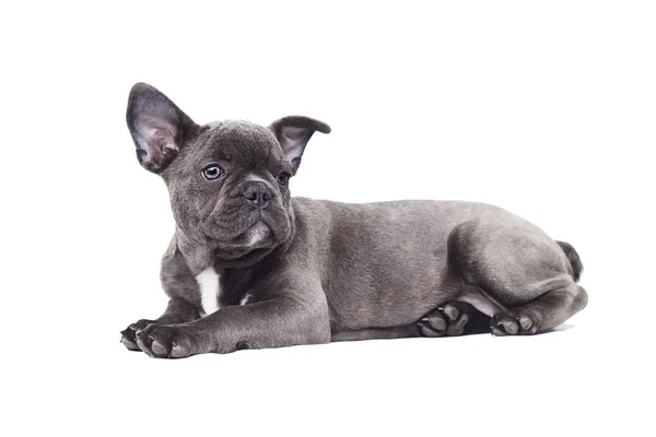 Cachorro Pequeño Bulldog Francés Sobre Fondo Blanco —  Fotos de Stock