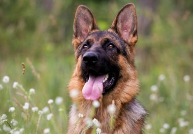 Çoban köpeği çim