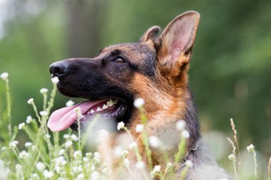 Çoban köpeği çim