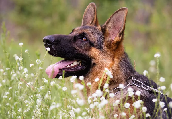 Çoban köpeği çim