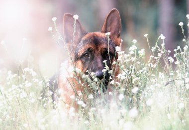 Çoban köpeği çim