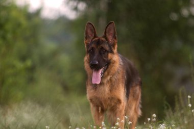 Çoban köpeği çim