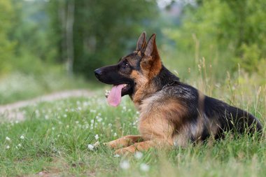 Çoban köpeği çim