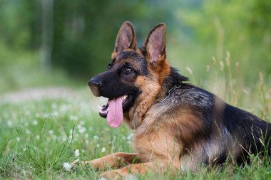 Çoban köpeği çim
