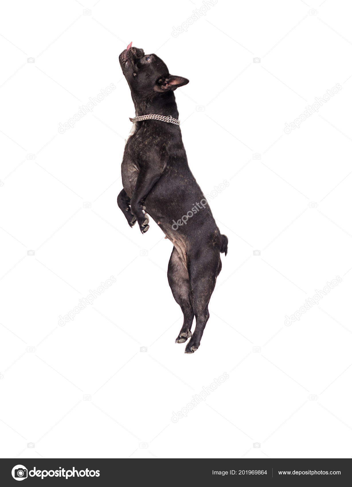 Can French Bulldogs Jump
