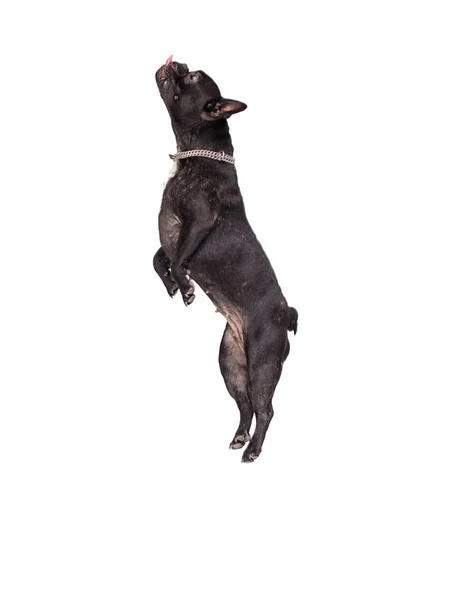 Jumping Kutya Francia Bulldog — Stock Fotó
