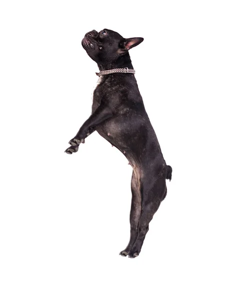 Hund Französische Bulldogge Springen — Stockfoto