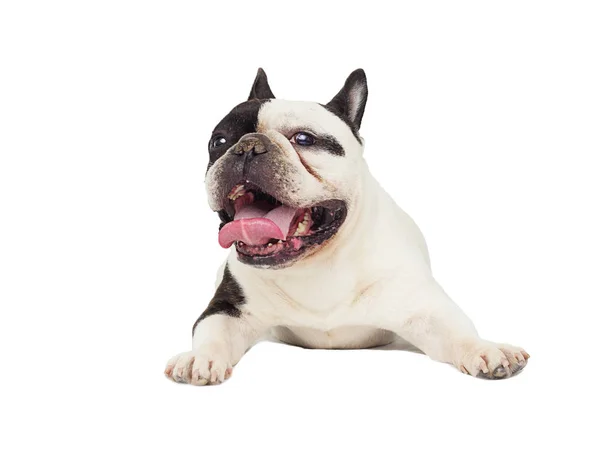 Dog French Bulldog Looks — Stock Photo, Image