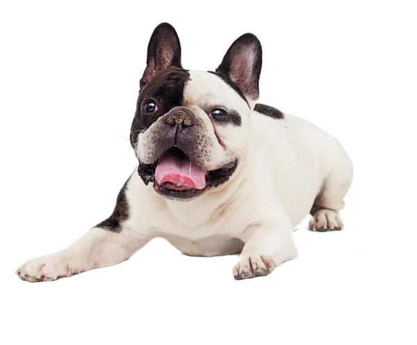 Bulldog Hond Witte Achtergrond — Stockfoto