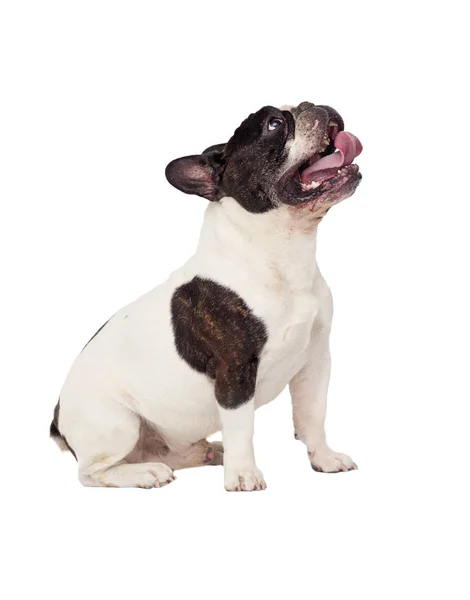 Hond Franse Bulldog Ziet — Stockfoto