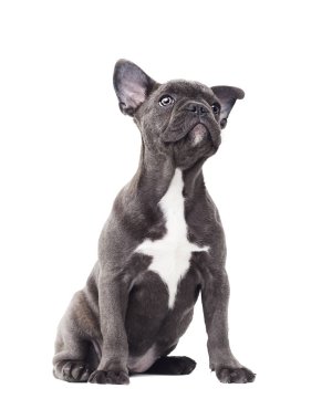 Beyaz arka plan üzerinde Bulldog köpek