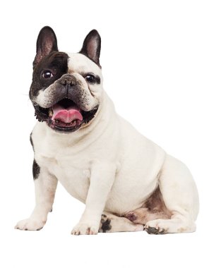 Beyaz arka plan üzerinde Bulldog köpek