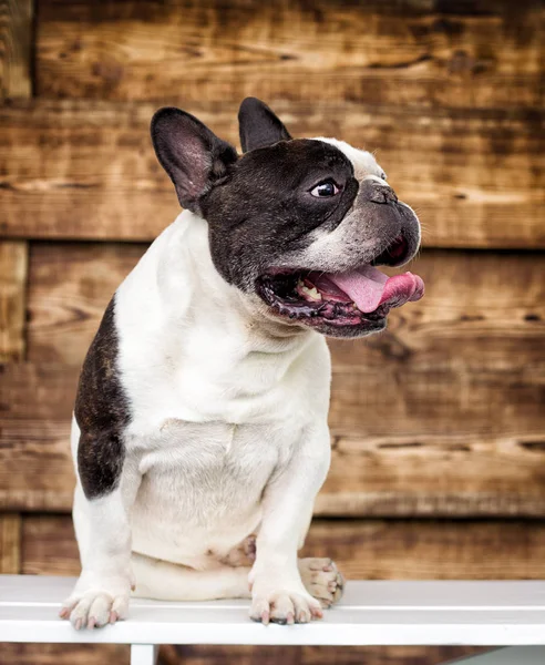 Bulldog Cão Fundo Madeira — Fotografia de Stock