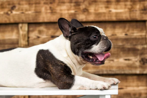 Bulldog Hund Trä Bakgrund — Stockfoto