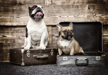 ahşap arka plan üzerinde Bulldog köpek