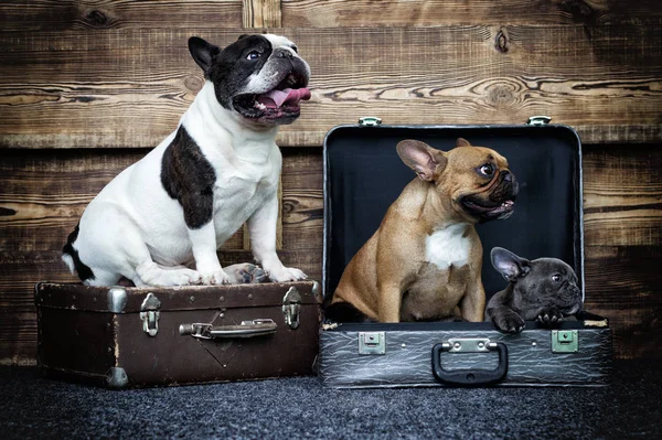 ahşap arka plan üzerinde Bulldog köpek