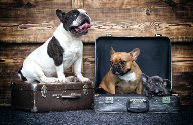 Köpekler ahşap arka plan üzerinde Grup