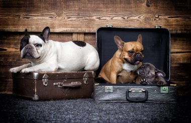 Köpekler ahşap arka plan üzerinde Grup