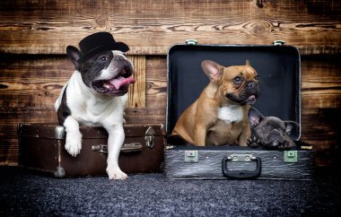 Köpekler ahşap arka plan üzerinde Grup