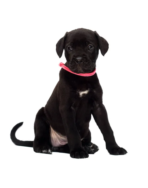 Little Puppy Cane Corso Breed White Background — Stock Photo, Image