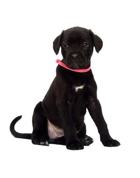 Kleine Pup Van Een Cane Corso Ras Een Witte Achtergrond — Stockfoto