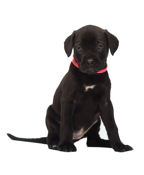 Kleine Pup Van Een Cane Corso Ras Een Witte Achtergrond — Stockfoto