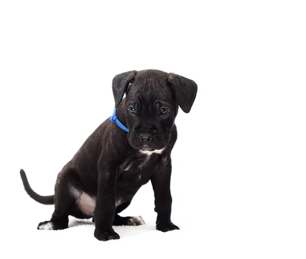 Pequeño Cachorro Una Raza Corso Caña Sobre Fondo Blanco —  Fotos de Stock