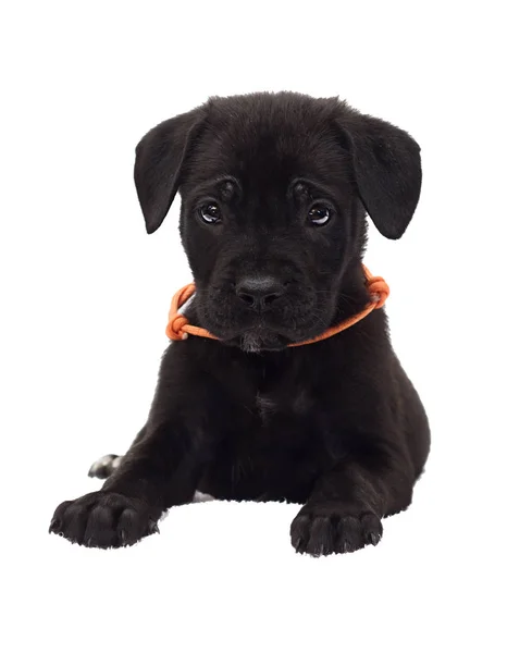 One Month Old Cane Corso Puppy — Stock Photo, Image