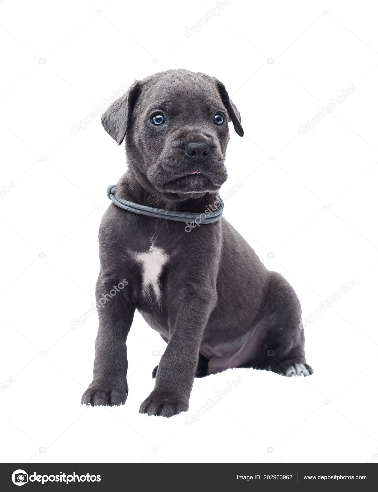 One Month Old Cane Corso Puppy Stock Photo
