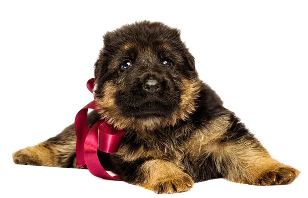 Small German Shepherd Puppy Isolated — Stock Photo, Image