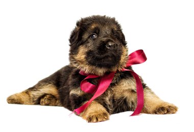 izole küçük Alman çoban köpek yavrusu