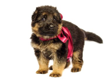 izole küçük Alman çoban köpek yavrusu