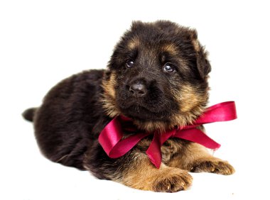 izole küçük Alman çoban köpek yavrusu