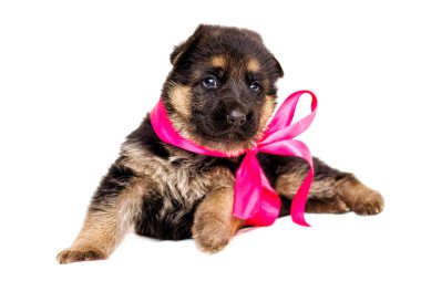 izole küçük Alman çoban köpek yavrusu