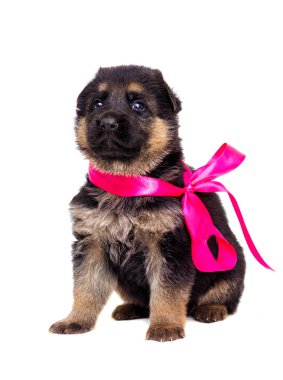 izole küçük Alman çoban köpek yavrusu