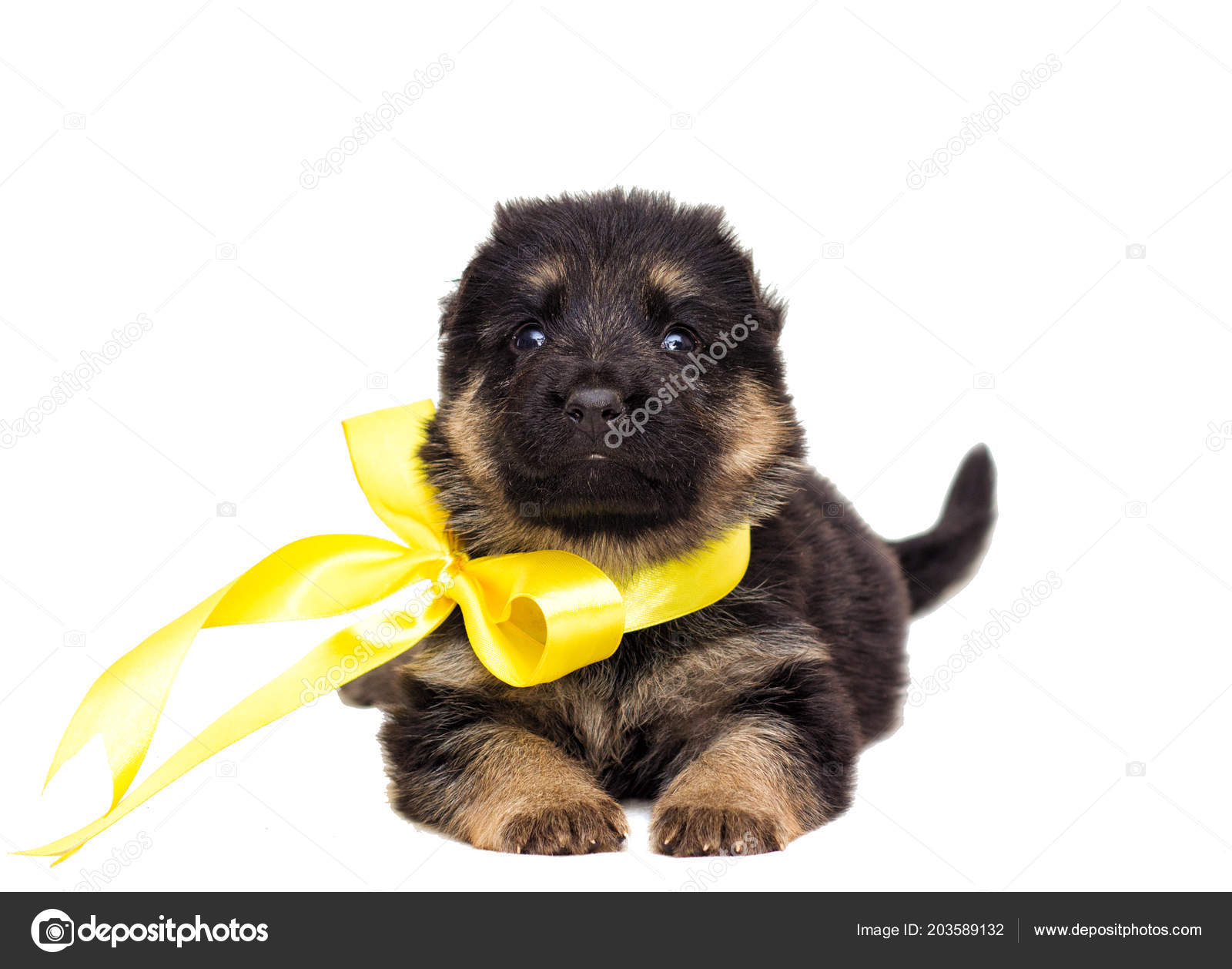 Petit Chiot Berger Allemand Isolé Photographie