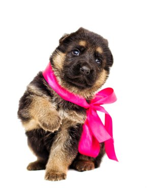 izole küçük Alman çoban köpek yavrusu