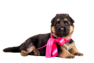 izole küçük Alman çoban köpek yavrusu