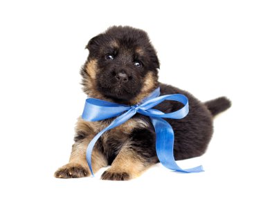 izole küçük Alman çoban köpek yavrusu