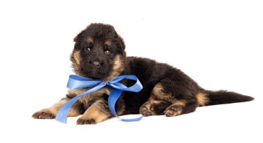 izole küçük Alman çoban köpek yavrusu