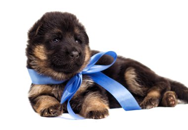 çoban; Almanca; köpek yavrusu; izole; Beyaz; köpek; arka plan; hayvan; portre; şirin; Aile içi; Genç; küçük; safkan; memeli; çok güzel; köpek; cins; arkadaş; arıyorsunuz; Stüdyo; komik; evde beslenen hayvan; güzel; küçük; soy ağacı; yalan; soyu; Açık; çoban köpeği;