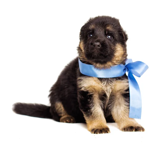 Pequeño Pastor Alemán Cachorro Aislado — Foto de Stock