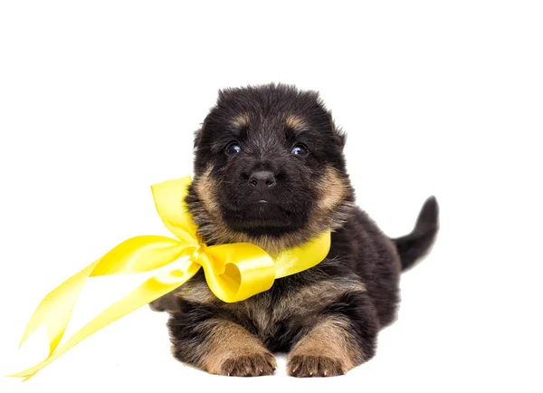 Pequeño Pastor Alemán Cachorro Aislado —  Fotos de Stock