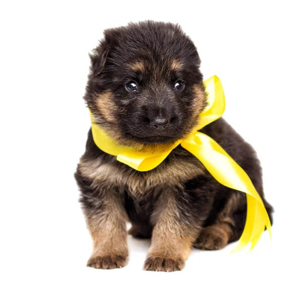 izole küçük Alman çoban köpek yavrusu