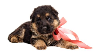 izole küçük Alman çoban köpek yavrusu