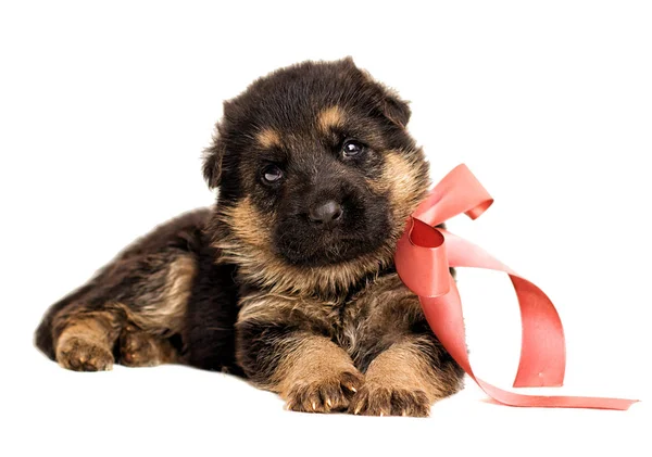 izole küçük Alman çoban köpek yavrusu