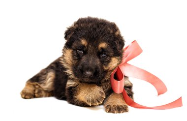 izole küçük Alman çoban köpek yavrusu