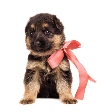 izole küçük Alman çoban köpek yavrusu